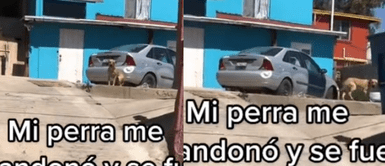 La perrita se ocultaba cuando veía a su otra dueña. ¡Traición! Perrita abandonó su casa para irse con otra familia y se oculta cuando ve a su antigua dueña