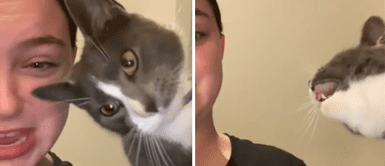 Gato pega a su dueña tras escucharla maullar: "Pronuncia bien" Gato pega a su dueña tras escucharla maullar: "Pronuncia bien"