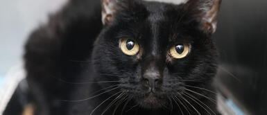 Los gatos negros son vistos como un símbolo de mala suerte. ¿Los gatos negros son de mala suerte?¡ Descubre la verdad sobre esta creencia!