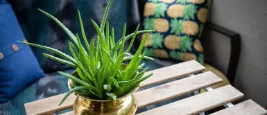 La sábila es un gran aliado para la buena suerte en el hogar ¡Descubre cómo hacer el ritual con la sábila para atraer la abundancia y buena suerte!