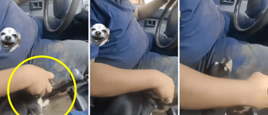 Perrito es confundido con una palanca de cambios y causa ternura en redes sociales Perrito es confundido con una palanca de cambios y causa ternura en redes sociales