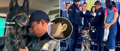 Perro policía se jubila tras 6 años de trabajo y sus compañeros le rinden tributo "Gracias por cuidarnos": Perro policía se jubila y TikTok llora por homenaje que recibe en patrulla