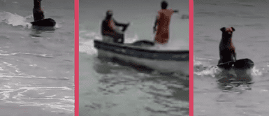 Perrito navega los mares y causa sensación en redes sociales Perrito navega los mares y causa sensación en redes sociales