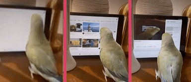 Canario 'youtuber' maneja su tablet a la perfección e impacta en las redes Canario 'youtuber' maneja su tablet a la perfección e impacta en las redes