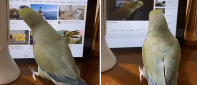 Lorito aprendió a usar la tablet con su pico: "Puede solicitar trabajo en Google" Lorito aprendió a usar la tablet con su pico: "Puede solicitar trabajo en Google"