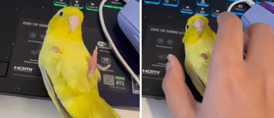 Pequeña ave se acomoda para que la confundan con un mouse de computadora Pequeña ave se acomoda para que la confundan con un mouse de computadora