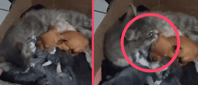 Gatita adopta a perrito en abandono como uno más de su camada y enternece las redes sociales: “El verdadero hijo de corazón” Gatita adopta a perrito en abandono como uno más de su camada y enternece las redes sociales: “El verdadero hijo de corazón”