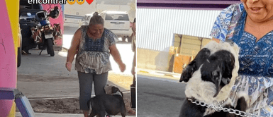 La perrita corrió a los brazos de su dueña. Perrita vuelve a ver a su mamá humana luego de dos años tras ser robada: "No pierdan la esperanza"