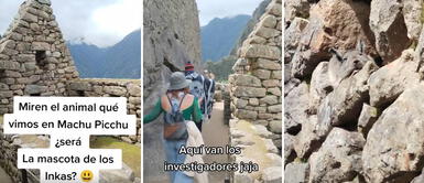 Turistas quedan maravillados al encontrar una vizcacha en Machu Picchu: "Es la mascota de los Incas" Turistas quedan maravillados al encontrar una vizcacha en Machu Picchu: "Es la mascota de los Incas"