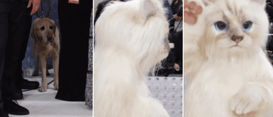 Jared Leto lució impresionante traje de gato en evento. Perrito queda impactado al ver gato 'gigante' en la Met Gala 2023