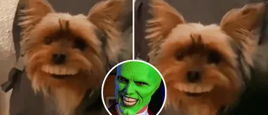 Perrito se coloca la dentadura de la abuelita y causa sensación en redes: "Igualito a Jim Carrey" Perrito se coloca la dentadura de la abuelita y causa sensación en redes: "Igualito a Jim Carrey"