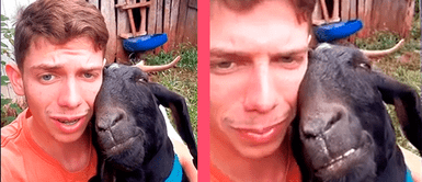 Le canta canción de amor a su cabrita y se queda dormida Le canta canción de amor a su cabrita y se queda dormida