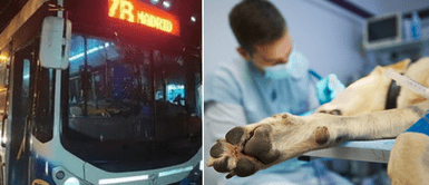 El perrito quedó totalmente herido tras ser atropellado. Hombre que arrolló a un perrito y no lo ayudó fue apuñalado por sus dueños: "Está internado"