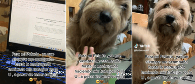 El perrito siempre le da la patita a su dueña. Perrito se amanece con su mamá humana mientras hace su trabajo universitario: "La apoya"