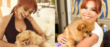 Magaly contrató a dos veterinarios internistas para que cuiden a su perrita Chanel tras cesárea Magaly Medina contrató a dos veterinarios internistas para cuidar a su perrita tras su parto: "No saben el drama"