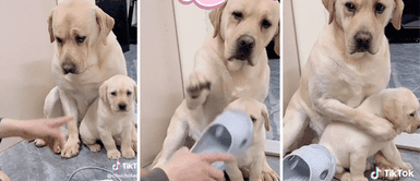 Perrita defiende a su cría del regaño de su dueño y enternece a miles usuarios Perrita defiende a su cría del regaño de su dueño y enternece a miles usuarios