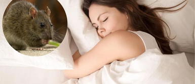 Soñar con ratas está relacionado a los conflictos en tu vida ¿Qué significa soñar con ratas? ¿En tu vida ocurre peligro? ¡Descubre que te quiere decir tu subconsciente!