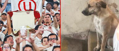Universitario de Deportes tiene un perro como hincha fiel. Perrito es la nueva mascota de Universitario: "'Firulais' es la cábala"
