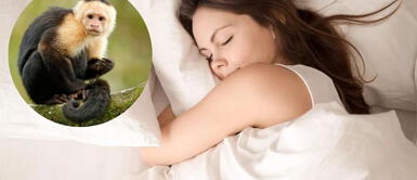 Aunque es poco común este sueño, este tiene un gran significado ¿Qué significa soñar con monos? ¿Acaso se vienen grandes cambios en tu vida? ¡Averigua que hay detrás de este sueño!