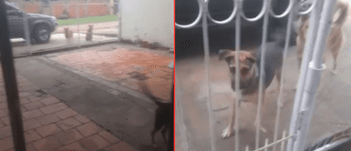 El perrito siempre busca el permiso de su mamá humana. Perrito quiere salir a jugar con sus amigos y su dueña se conmueve: "Tiene más vida social que nosotros"