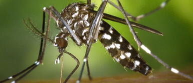 Este insecto realmente puede llegar a ser mortal. ¿Qué es el dengue y por qué es considerada altamente mortal?