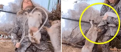 Conejito hace hasta lo imposible para proteger a su amigo de ser atrapado Conejito hace hasta lo imposible para proteger a su amigo de ser atrapado