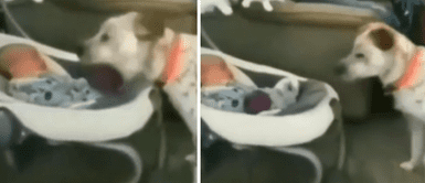 Perrito le da su pelota a un bebé esperando que este juegue con él: "Pésimo servicio" Perrito le da su pelota a un bebé esperando que este juegue con él: "Pésimo servicio"