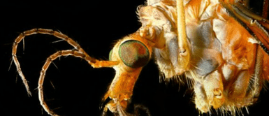 Zancudo vs Dengue ¿Cómo diferenciar un zancudo normal del peligroso dengue que está cobrando vidas en Perú?