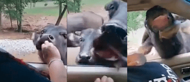 vaquitas glotonas vaquitas glotonas