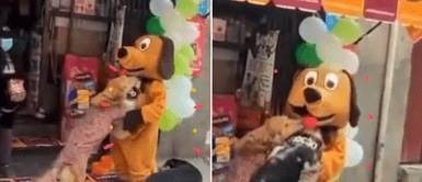 Joven sorprende a los perritos en plena calle. Mujer se disfraza de perro para llamar a clientes, pero canes la abrazan: "Eran sus fans"