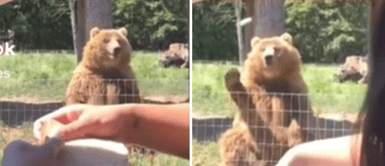 Jóvenes le lanzan un pan a un oso y este se lo devora: "Gracias, vuelvan pronto" Jóvenes le lanzan un pan a un oso y este se lo devora: "Gracias, vuelvan pronto"
