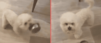 Perrito lanza molesto su plato para que le den su comida: "Lo que hemos creado por consentirlos tanto" Perrito lanza molesto su plato para que le den su comida: "Lo que hemos creado por consentirlos tanto"