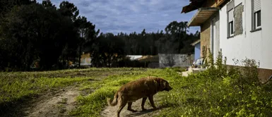El perrito recibió reconocimiento cuando cumplió 30 años. Así luce el perro más viejo del mundo que cumplió 31 años y fue agasajado por todo el pueblo
