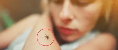 Te contamos a todo sobre el dengue en el país. Áncash: Aumentan a 306 los casos de infectados por dengue