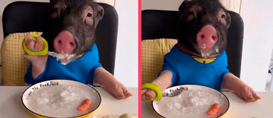 ¡Come mejor que yo! Cerdito se vuelve viral en redes por comer como si fuera un humano ¡Come mejor que yo! Cerdito se vuelve viral en redes por comer como si fuera un humano