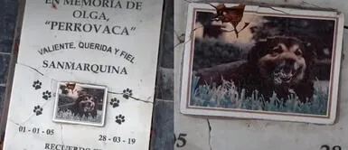 Los sanmarquinos visitan constantemente la tumba de 'Perrovaca'. Sanmarquinos visitan la tumba de "Perrovaca" en el interior de la UNMSM: "Hace milagros"