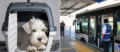 ¿Quieres llevar a tu mascota en el Metropolitano? ATU brinda consejos para trasladarlo cómodamente ¿Quieres llevar a tu mascota en el Metropolitano? ATU brinda consejos para trasladarlo cómodamente