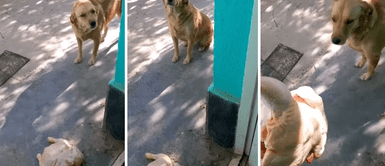 Perrito se roba un pollo y lo trae a casa: "Traje la cena, jefa" Perrito se roba un pollo y lo trae a casa: "Traje la cena, jefa"