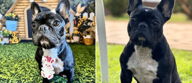 La perrita se puso triste al ser echada de guardería. Perrita conmueve al ser suspendida de la guardería por 'mala conducta'