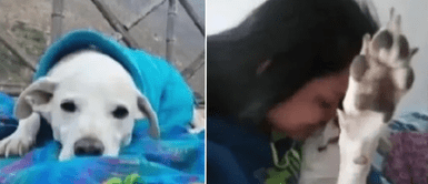El perrito perdió la vida en veterinaria de Surquillo. Perrito llega a veterinaria por un baño y muere por golpes en la cabeza