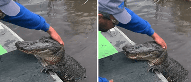Cocodrilo recibe comida y se deja acariciar: "Nunca pensé que podía ser tan tierno" Cocodrilo recibe comida y se deja acariciar: "Nunca pensé que podía ser tan tierno"