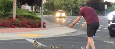Hombre baja de su auto para salvar la vida de una familia de patos y muere atropellado segundos después Hombre baja de su auto para salvar la vida de una familia de patos y muere atropellado segundos después