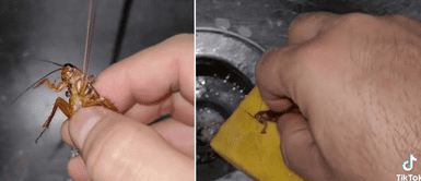 Las cucarachas se dejaron bañar con el joven. Joven ducha a cucarachas para que 'todo' siga limpio en su casa
