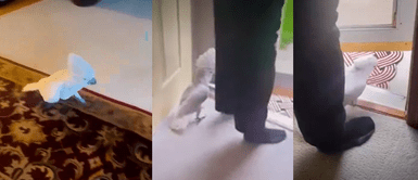 Cacatua se convierte en "perro guardián" y causa sensación en las redes Cacatua se convierte en "perro guardián" y causa sensación en las redes