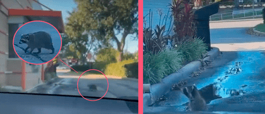 Mapache hace cola para recoger su postre y usuarios capturan el momento Mapache hace cola para recoger su postre y usuarios capturan el momento