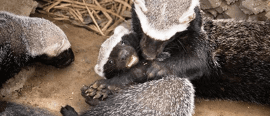 Los hurones se encuentran en cuidados. Nacen bebés trillizos de hurón silvestre en zoológico de Huachipa