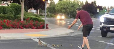 Hombre se baja de su auto para ayudar a familia de patos y muere aplastado Hombre en EE.UU. se baja de su auto para ayudar a familia de patos en carreterra y muere aplastado