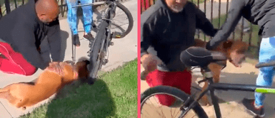 Hombre aplica RCP y revive a un perrito y se vuelve viral en redes Hombre aplica RCP y revive a un perrito y se vuelve viral en redes