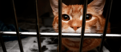 La historia de Benji fue viral en Twitter Mujer le pide el divorcio a su esposo porque este regalo al gato sin su permiso: "Es mi padre"