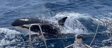 Orca Gladis les enseña a otras orcas a atacar yates tras fuerte golpe con un bote Orca Gladis les enseña a otras orcas a atacar yates tras fuerte golpe con un bote en Gibraltar